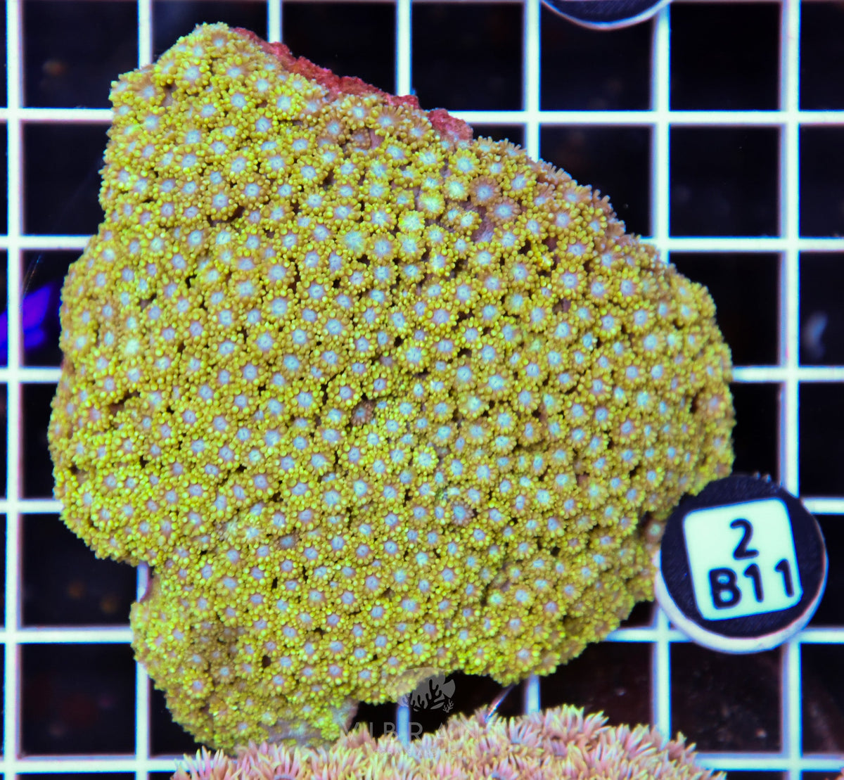 Goniopora WAUS