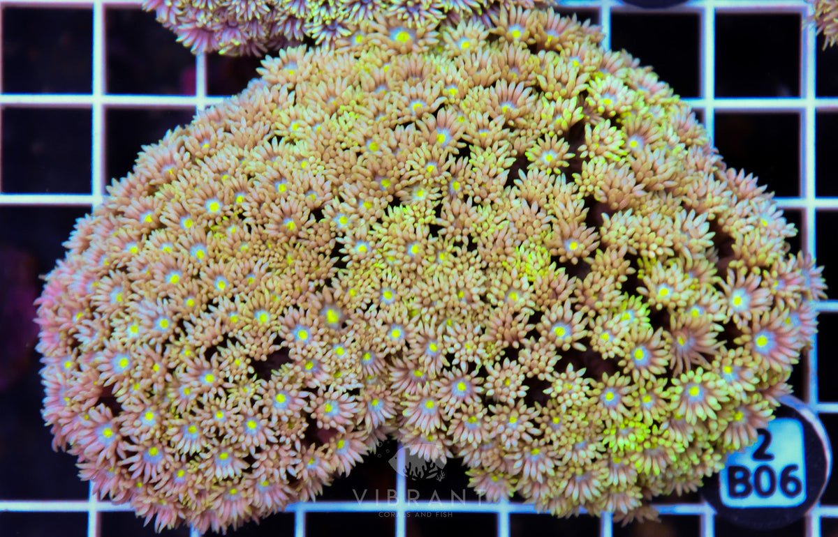 Goniopora WAUS
