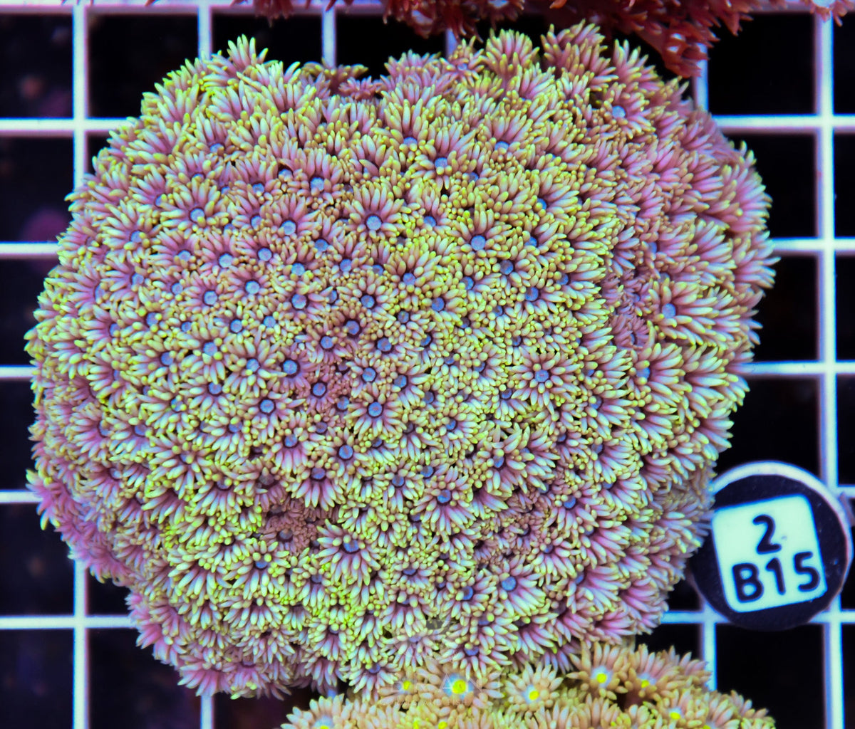 Goniopora WAUS