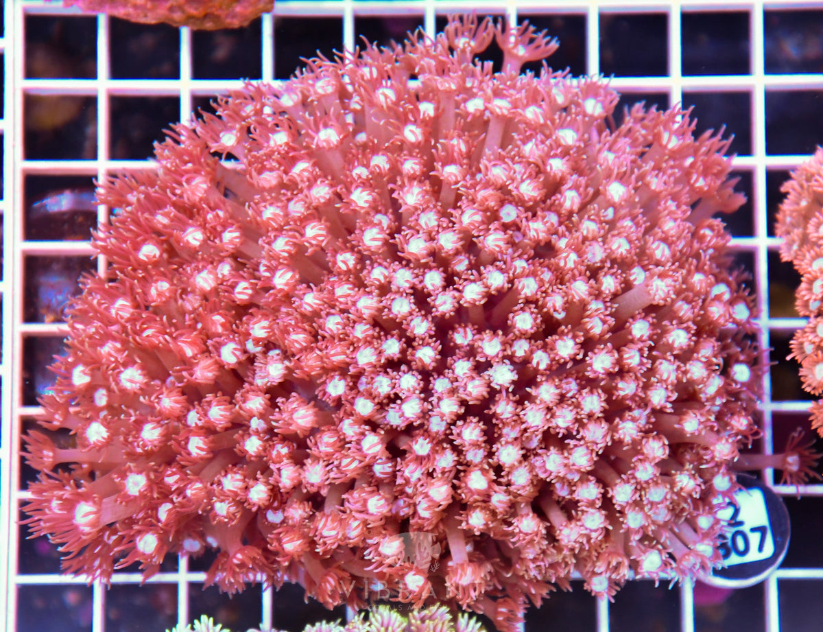 Goniopora WAUS