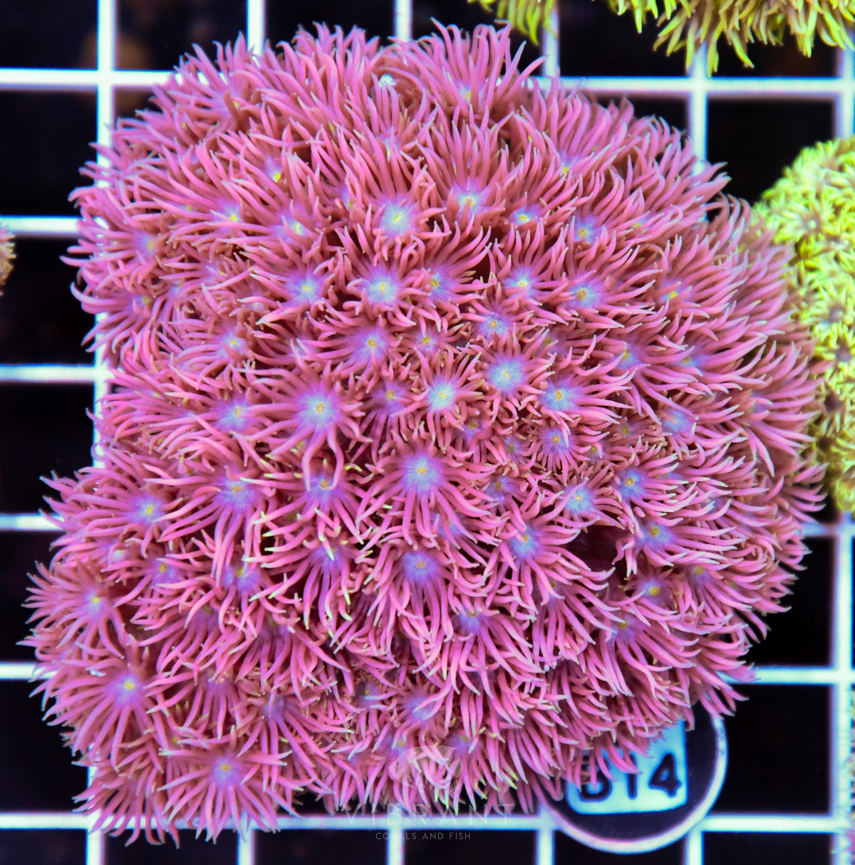 Goniopora WAUS