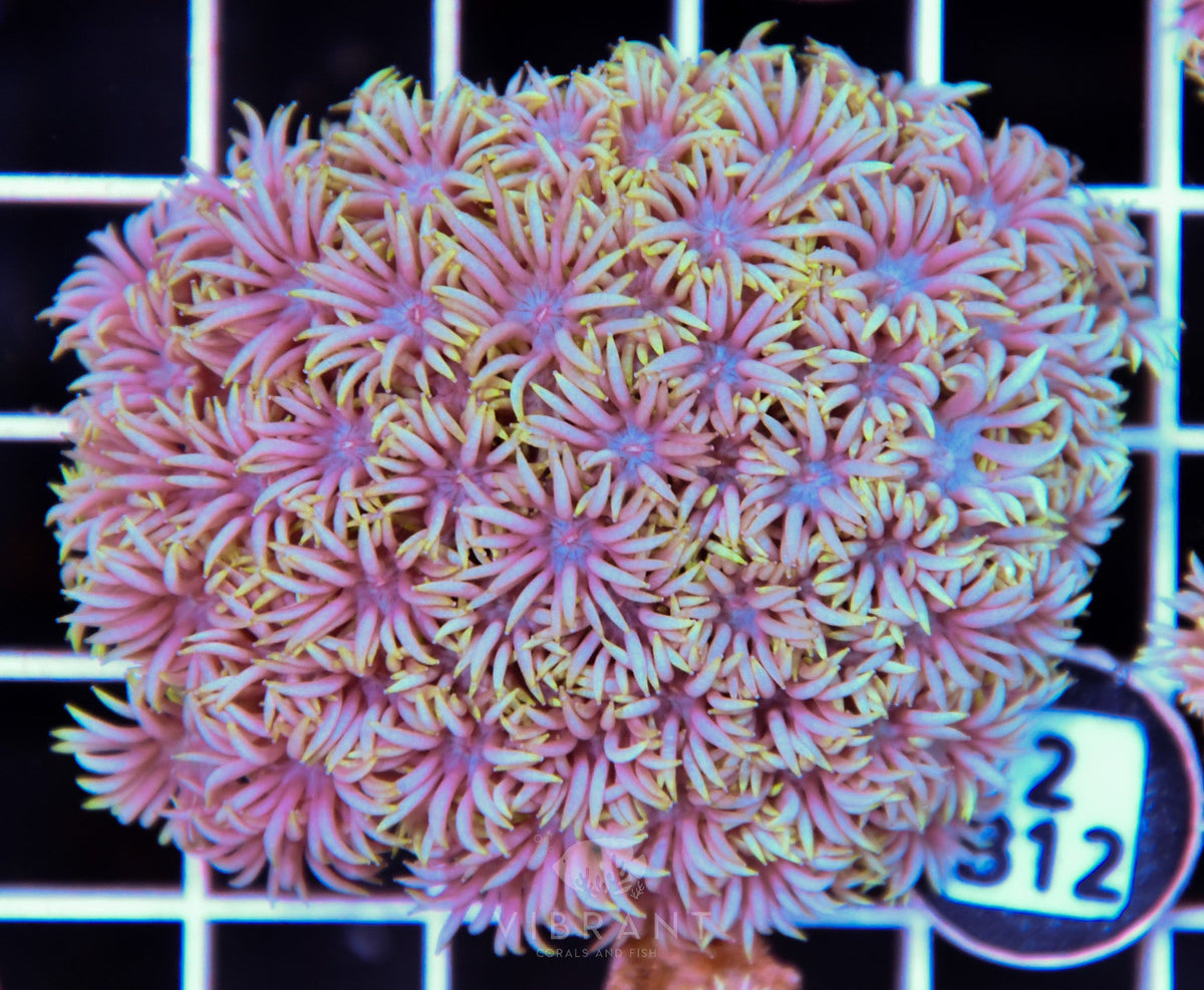 Goniopora WAUS