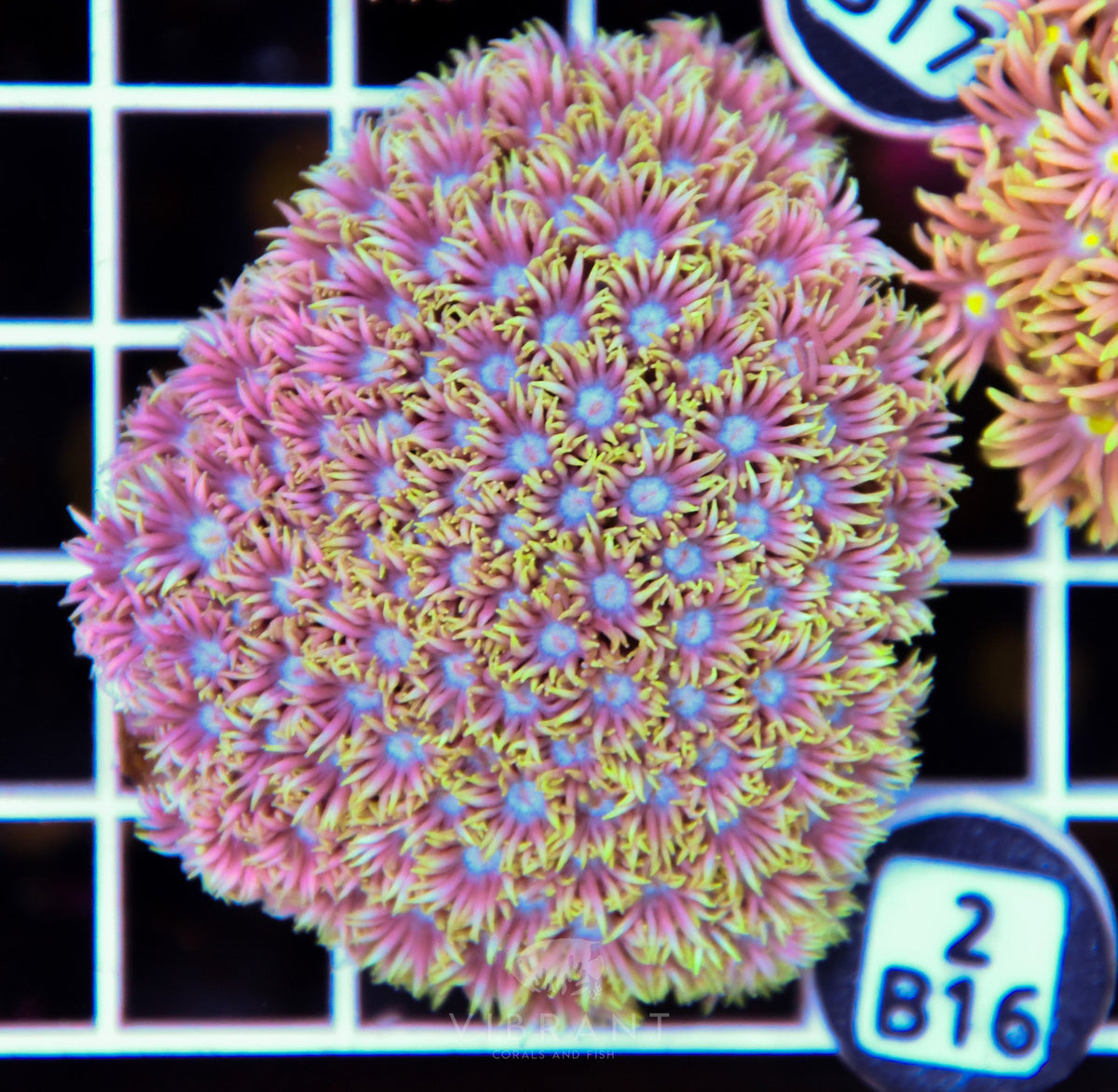 Goniopora WAUS