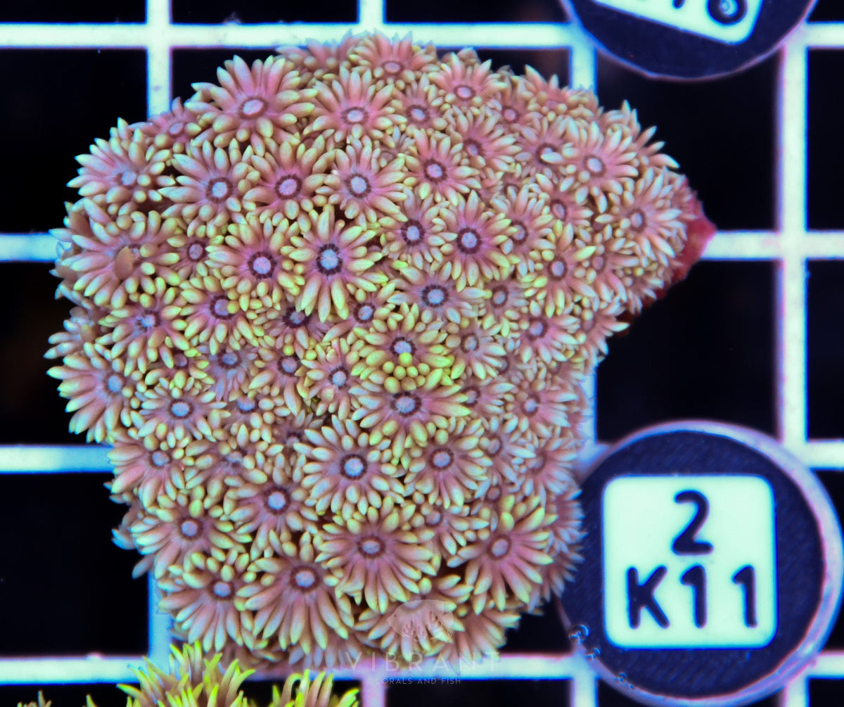 Goniopora WAUS