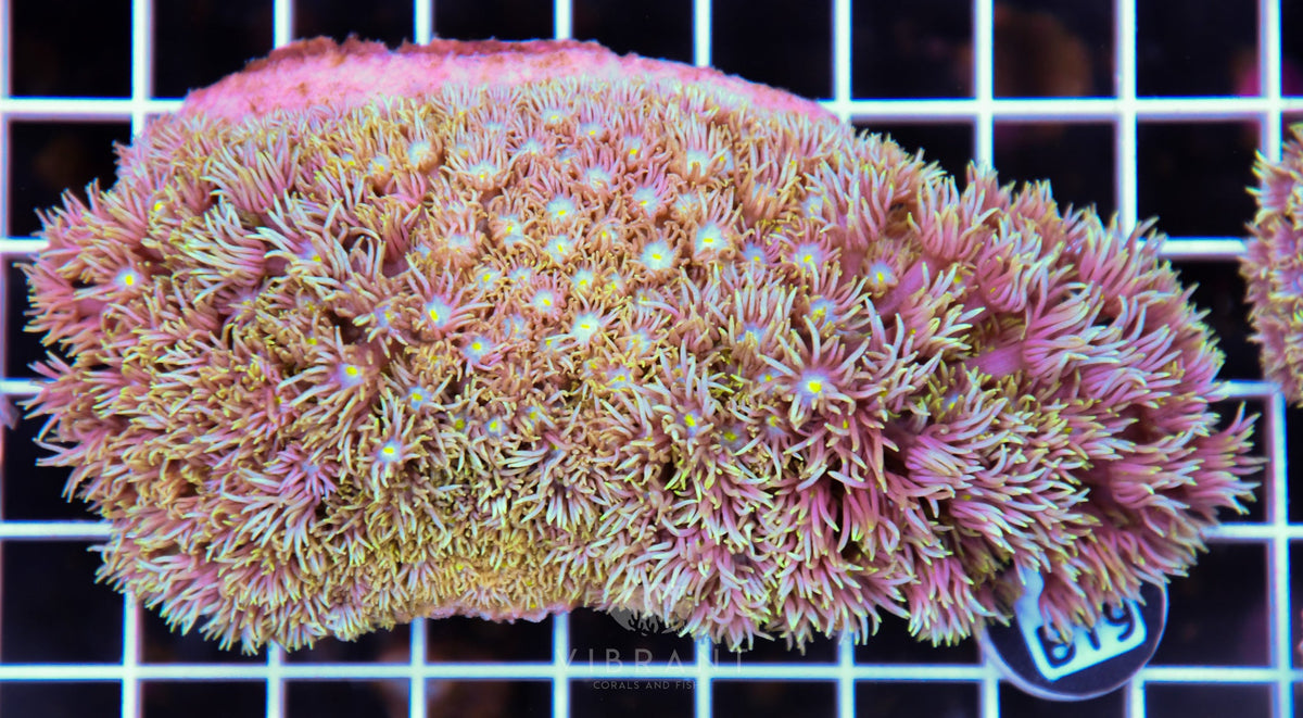 Goniopora WAUS