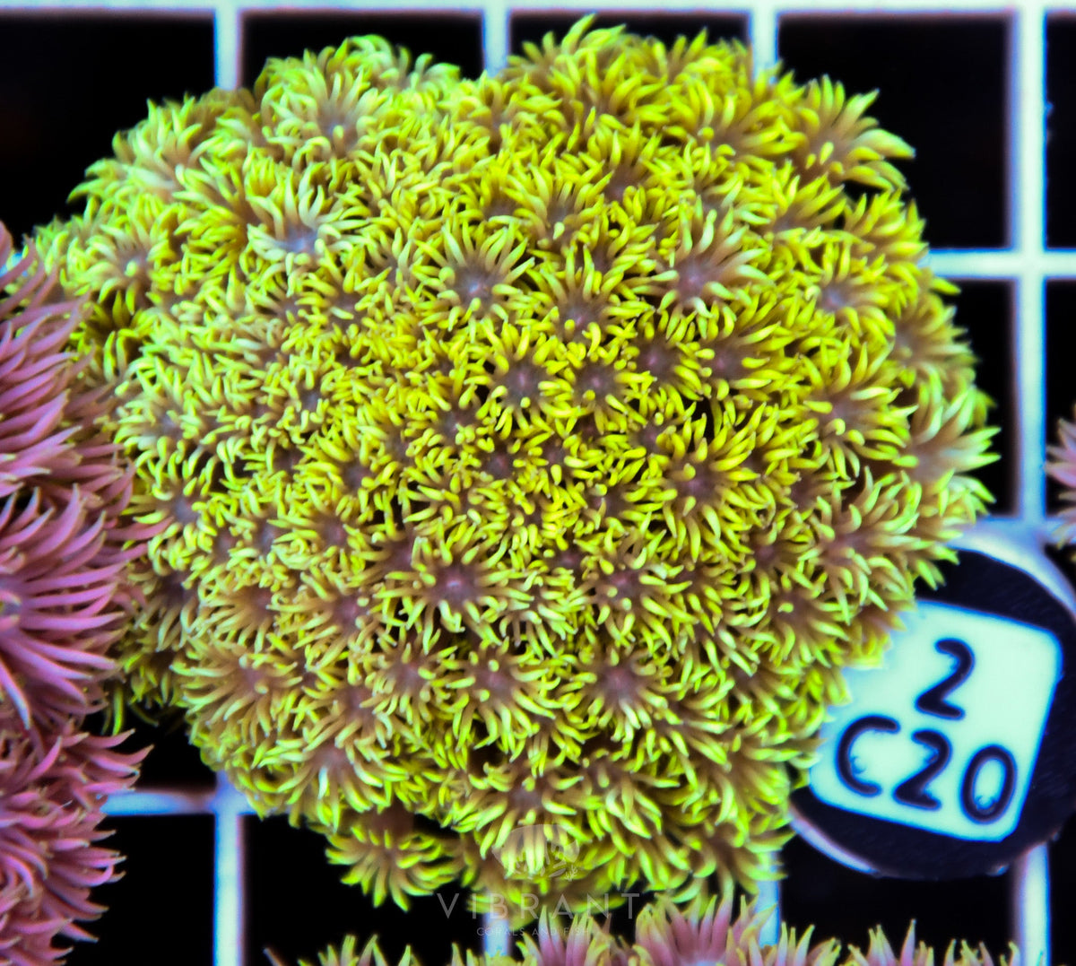 Goniopora WAUS