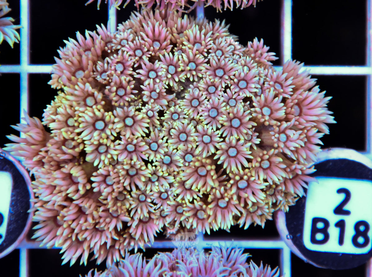 Goniopora WAUS