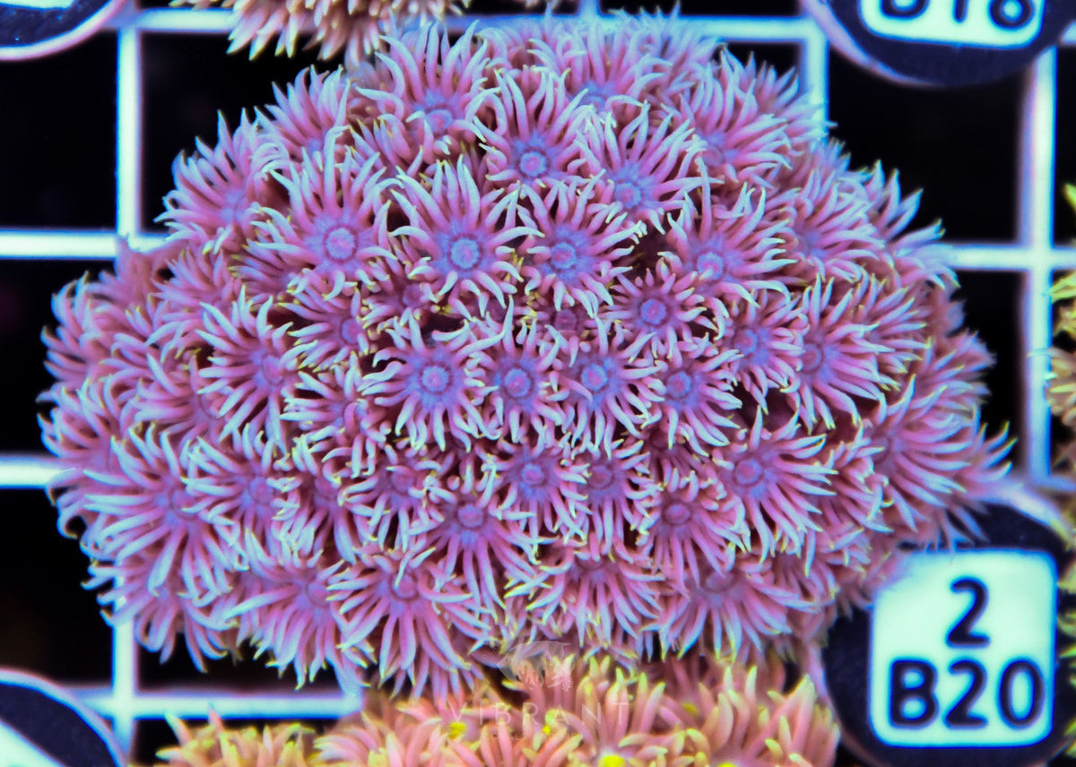 Goniopora WAUS