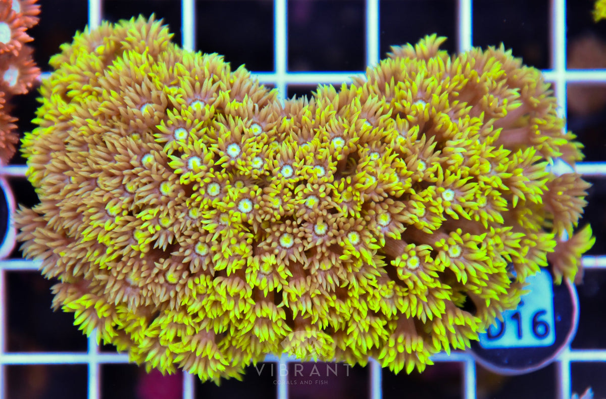 Goniopora WAUS