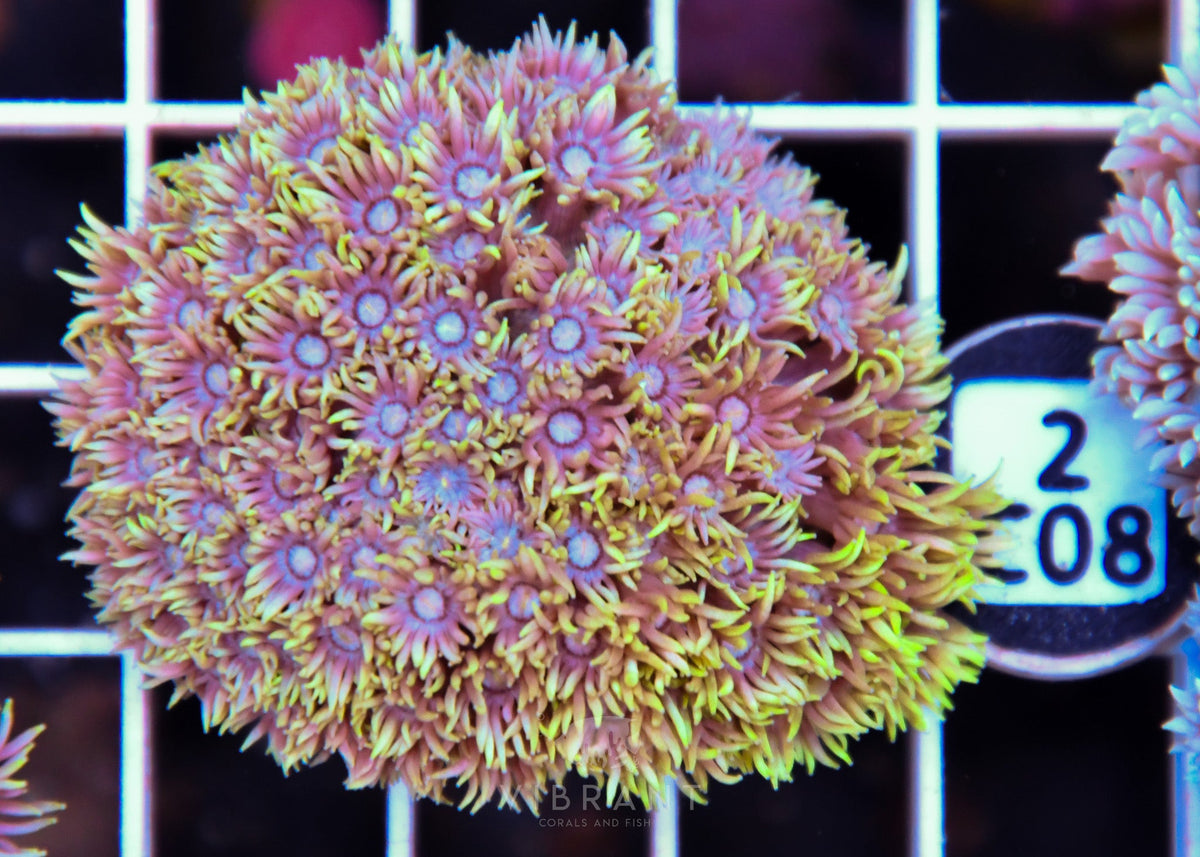 Goniopora WAUS