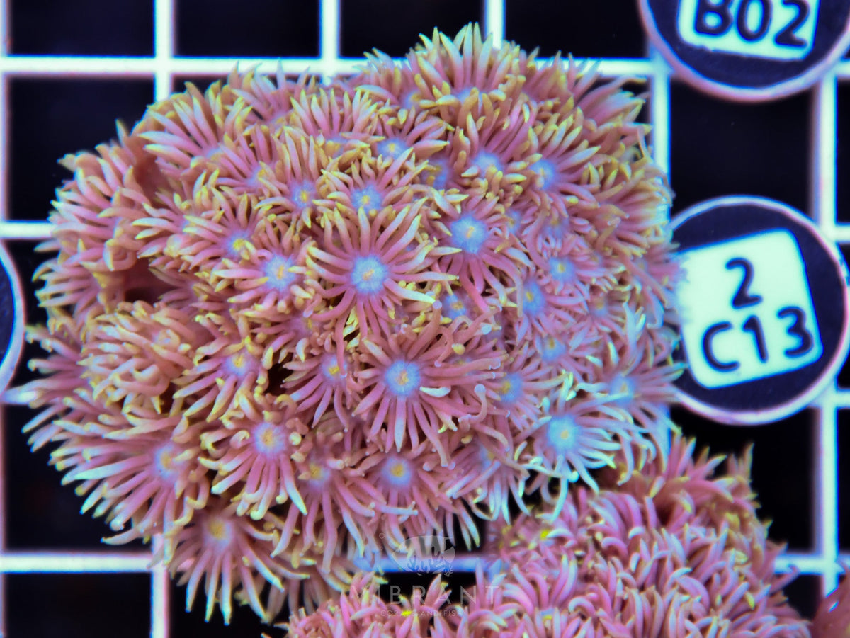Goniopora WAUS