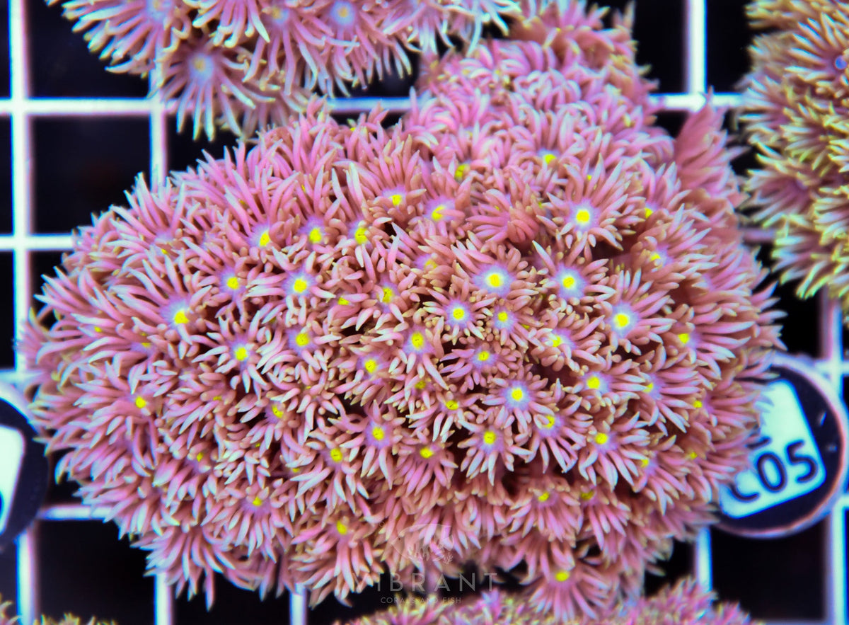 Goniopora WAUS