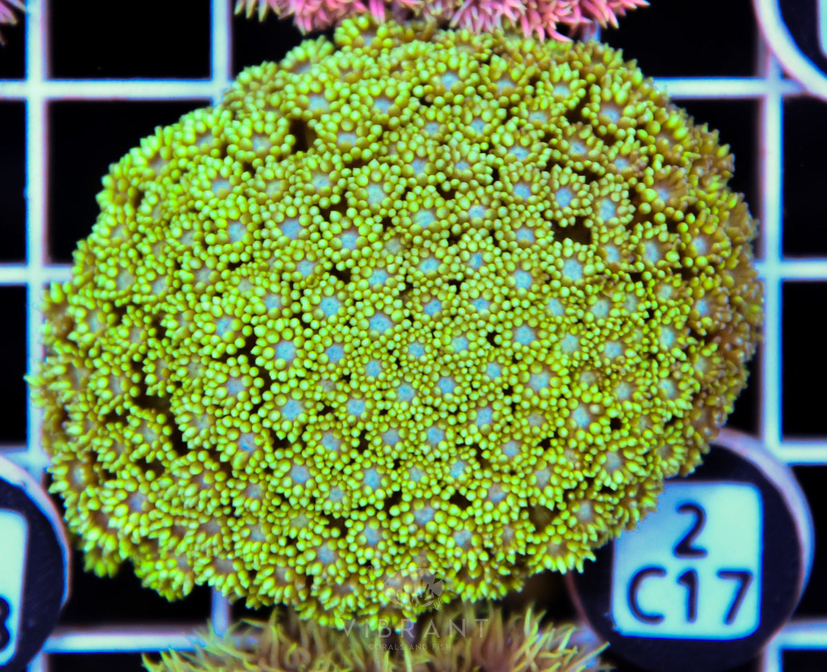 Goniopora WAUS