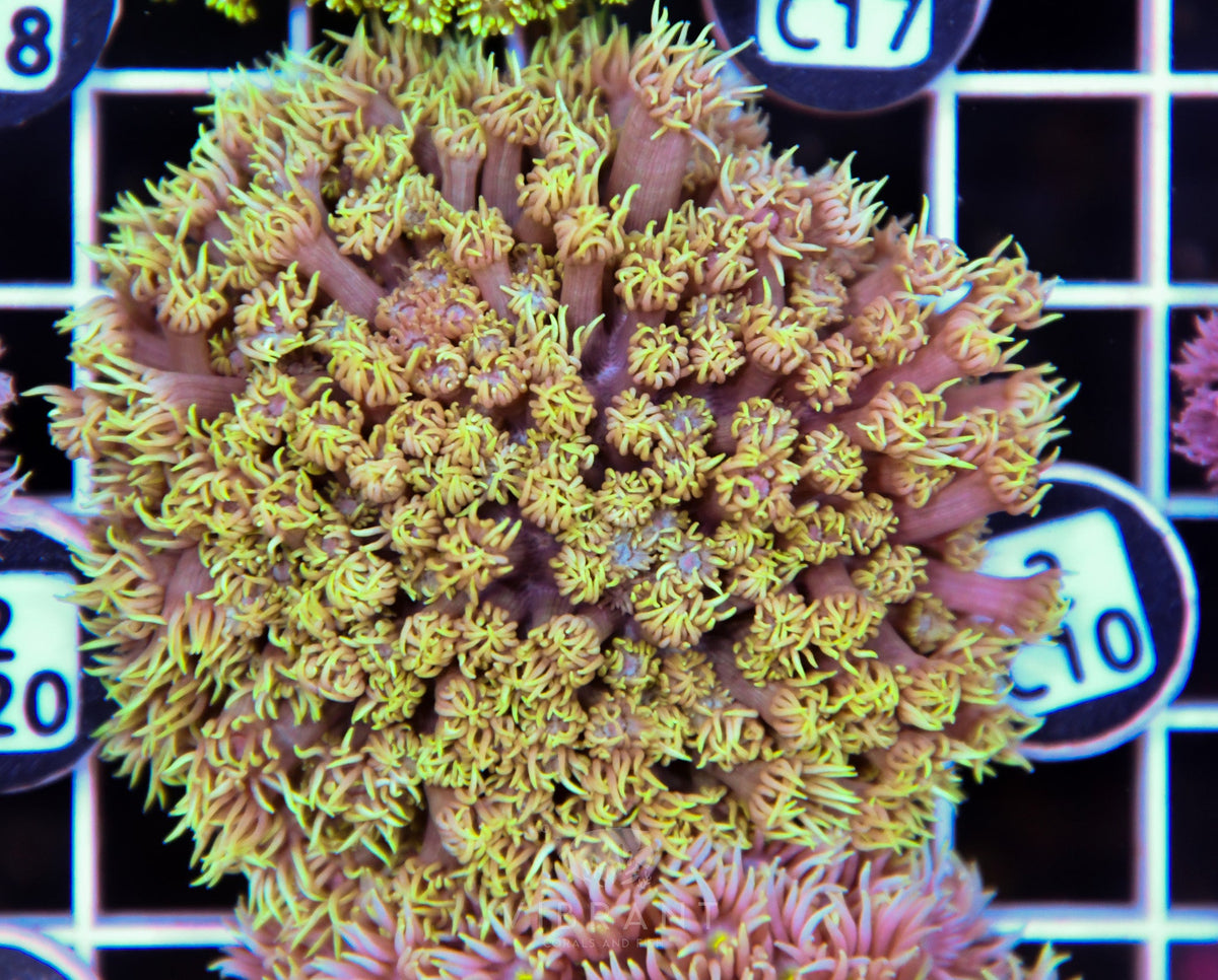 Goniopora WAUS
