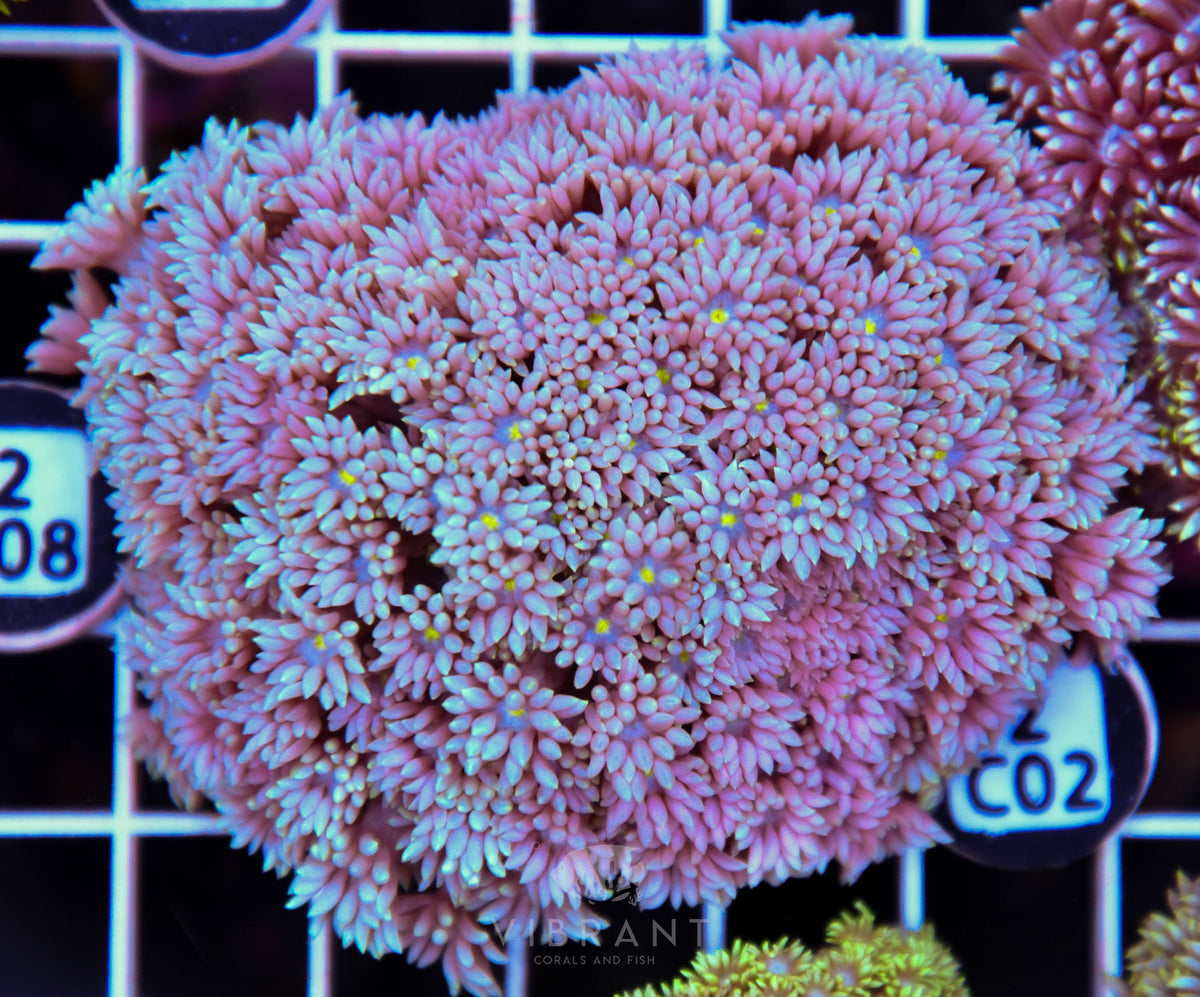 Goniopora WAUS