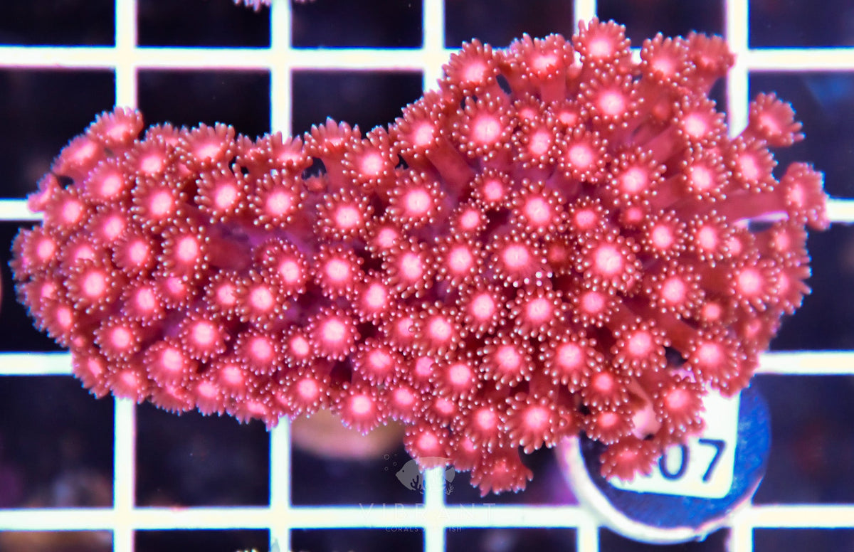 Goniopora WAUS
