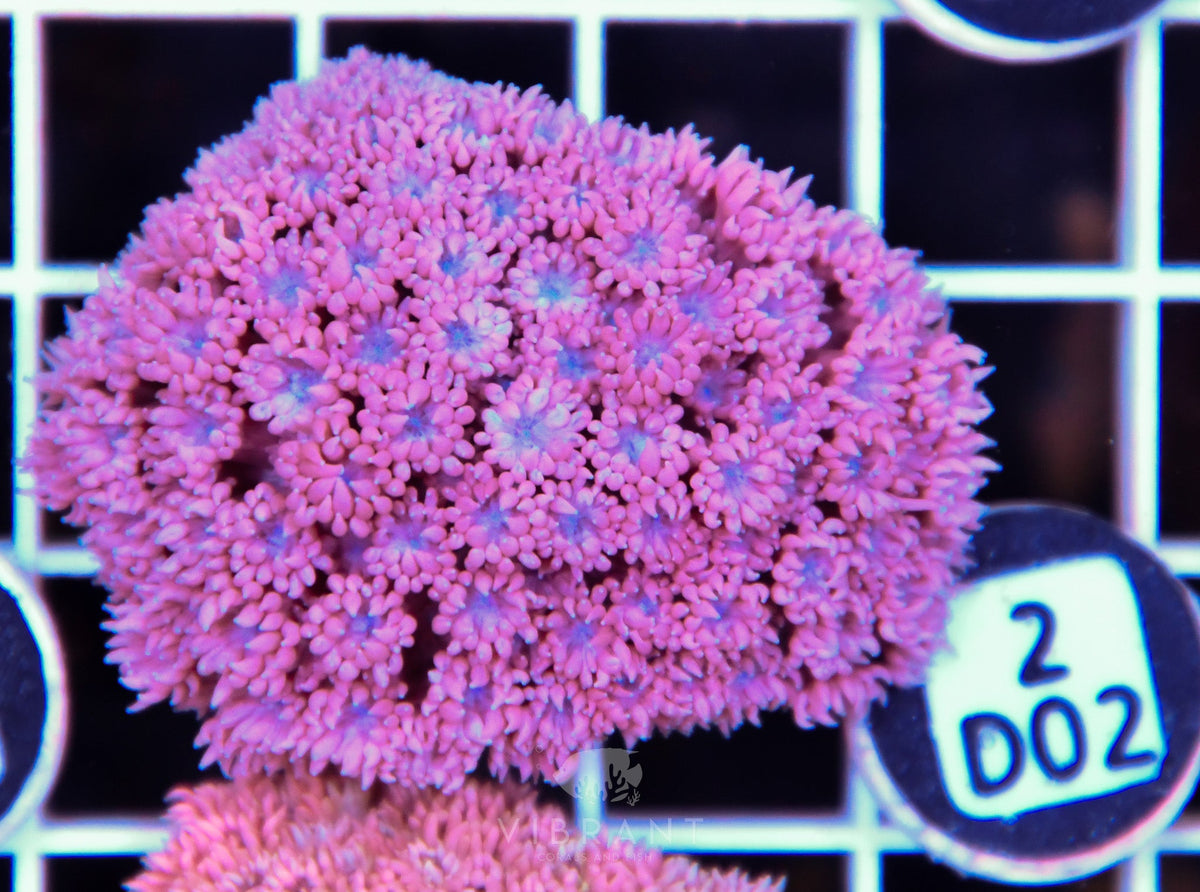 Goniopora WAUS