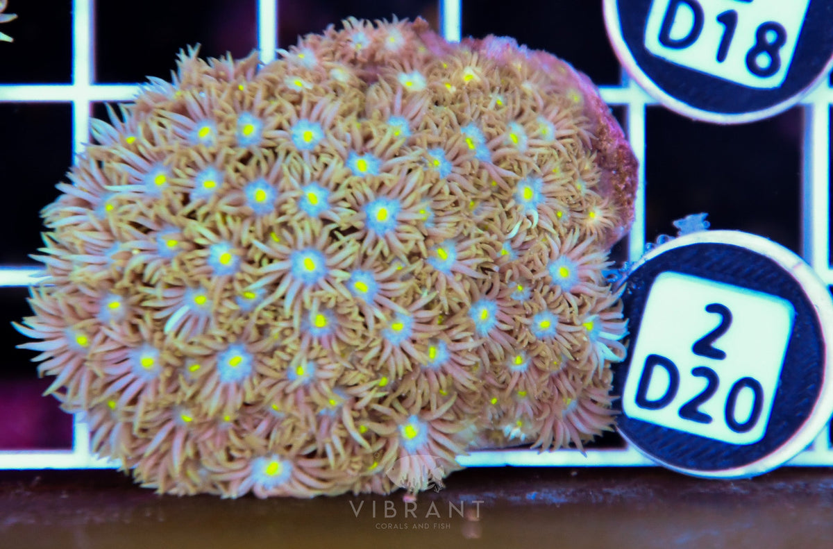 Goniopora WAUS