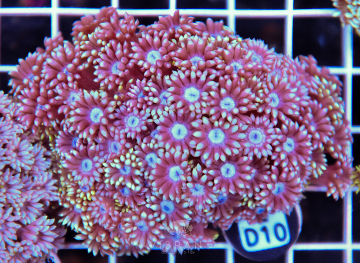 Goniopora WAUS