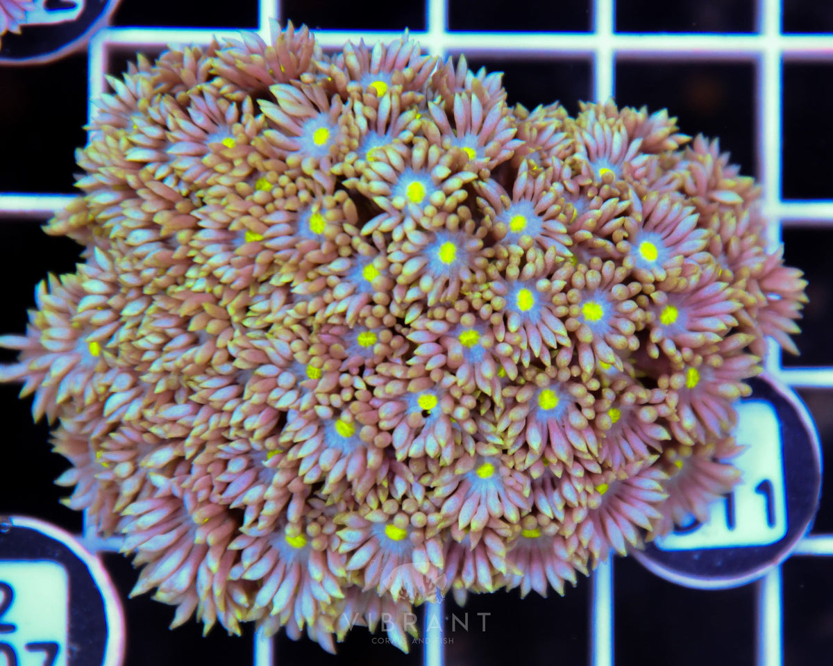 Goniopora WAUS