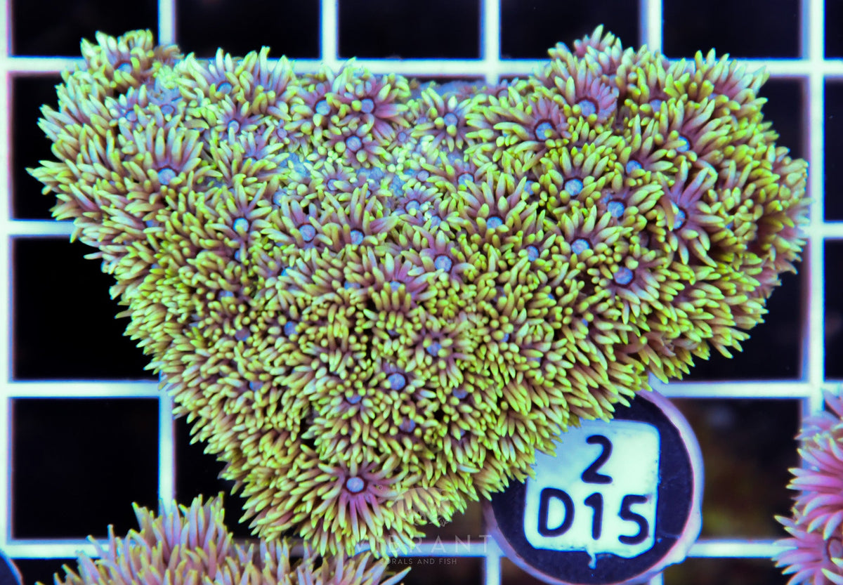 Goniopora WAUS