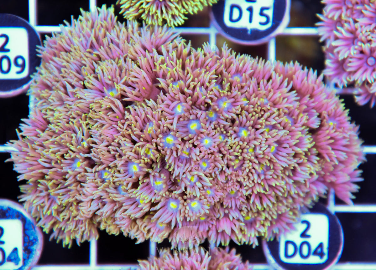 Goniopora WAUS