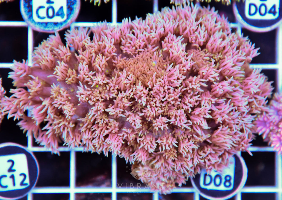 Goniopora WAUS