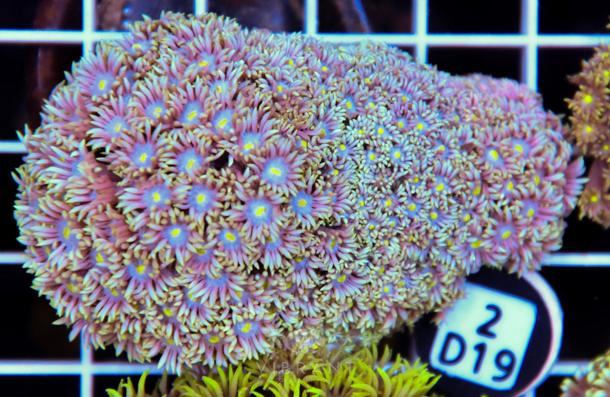 Goniopora WAUS
