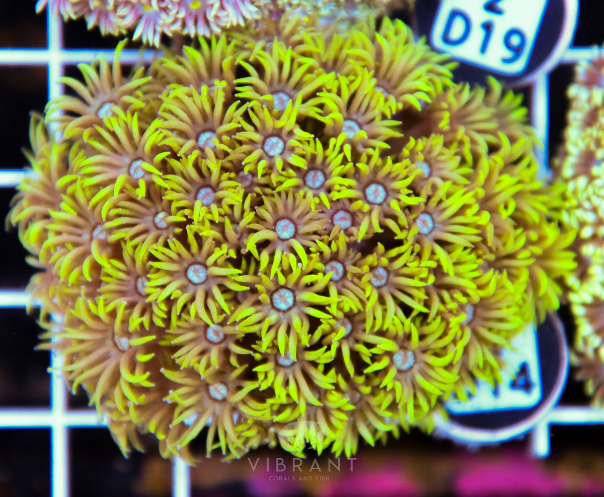 Goniopora WAUS
