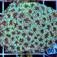 Goniopora WAUS