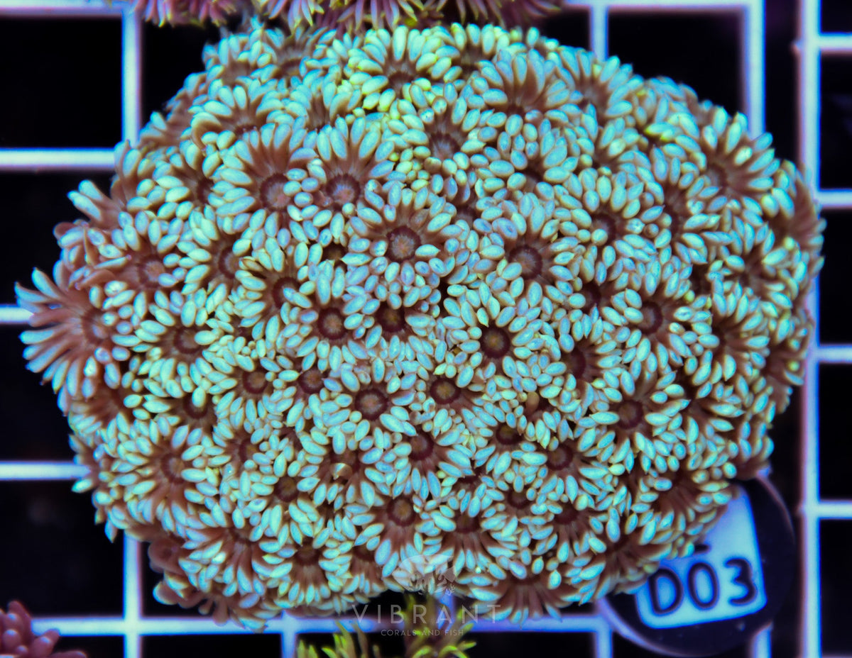 Goniopora WAUS