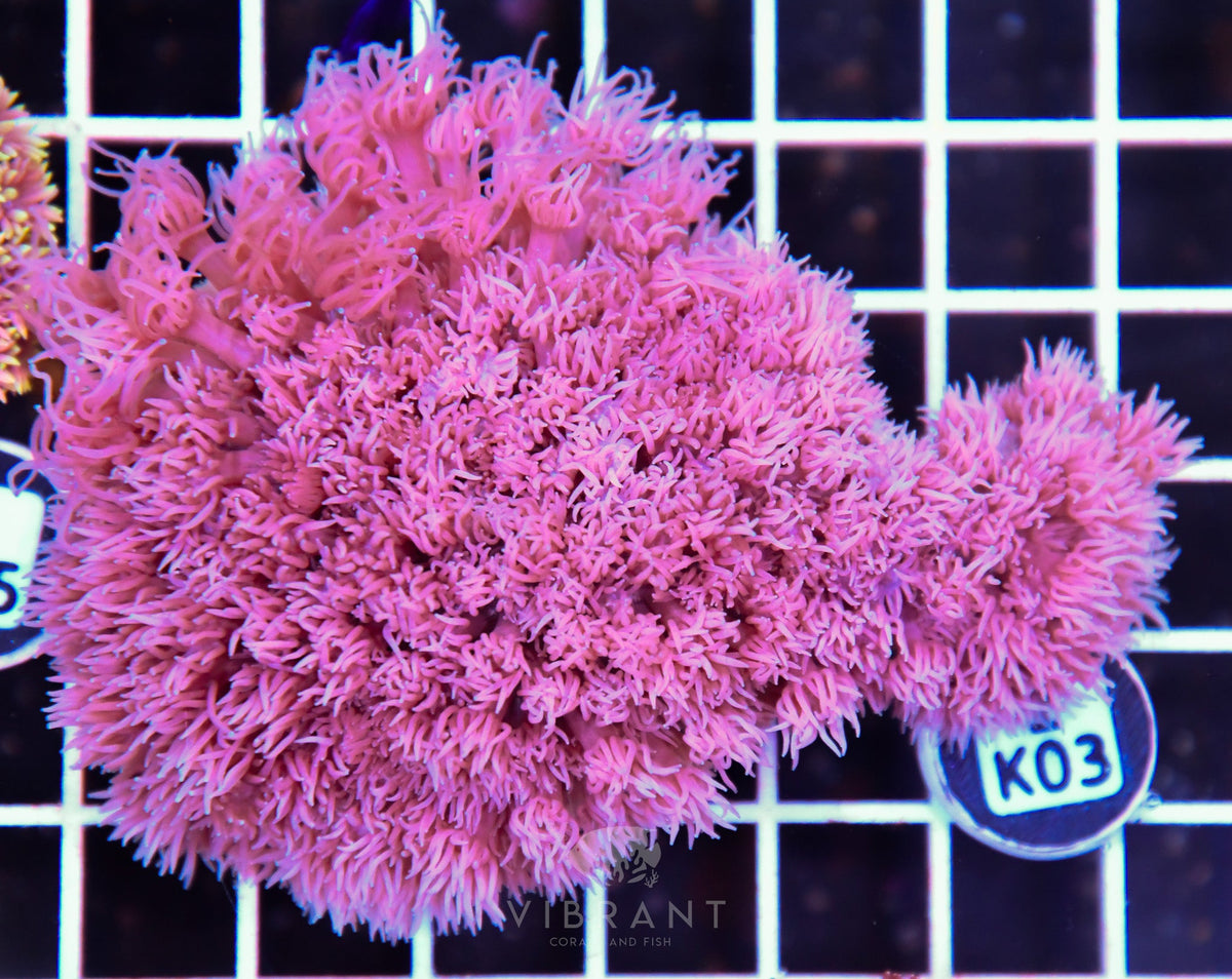 Goniopora WAUS