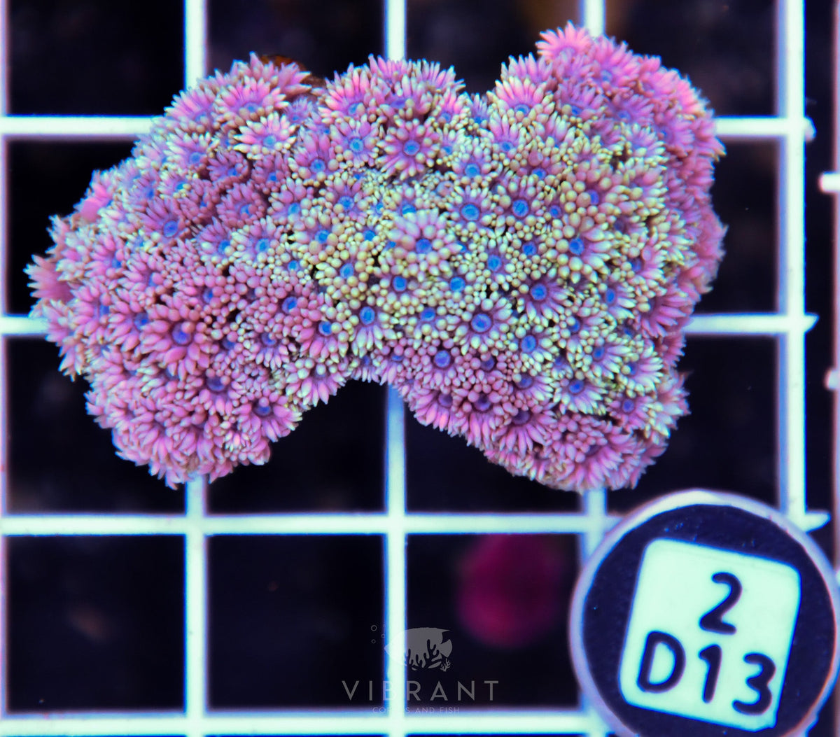 Goniopora WAUS