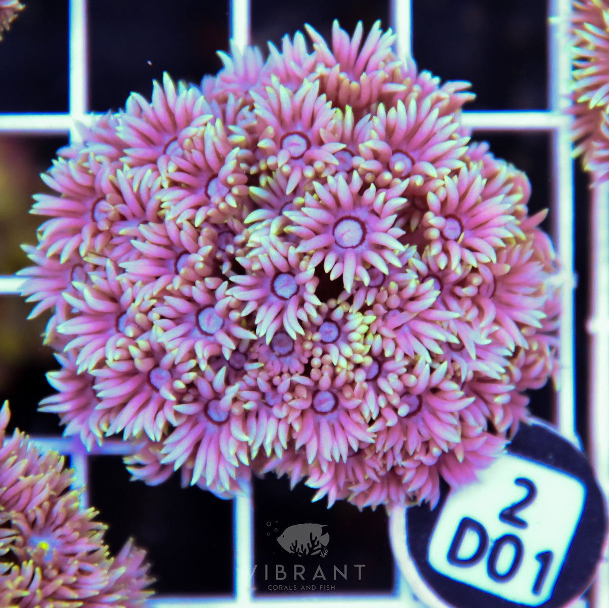 Goniopora WAUS