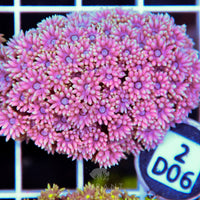 Goniopora WAUS