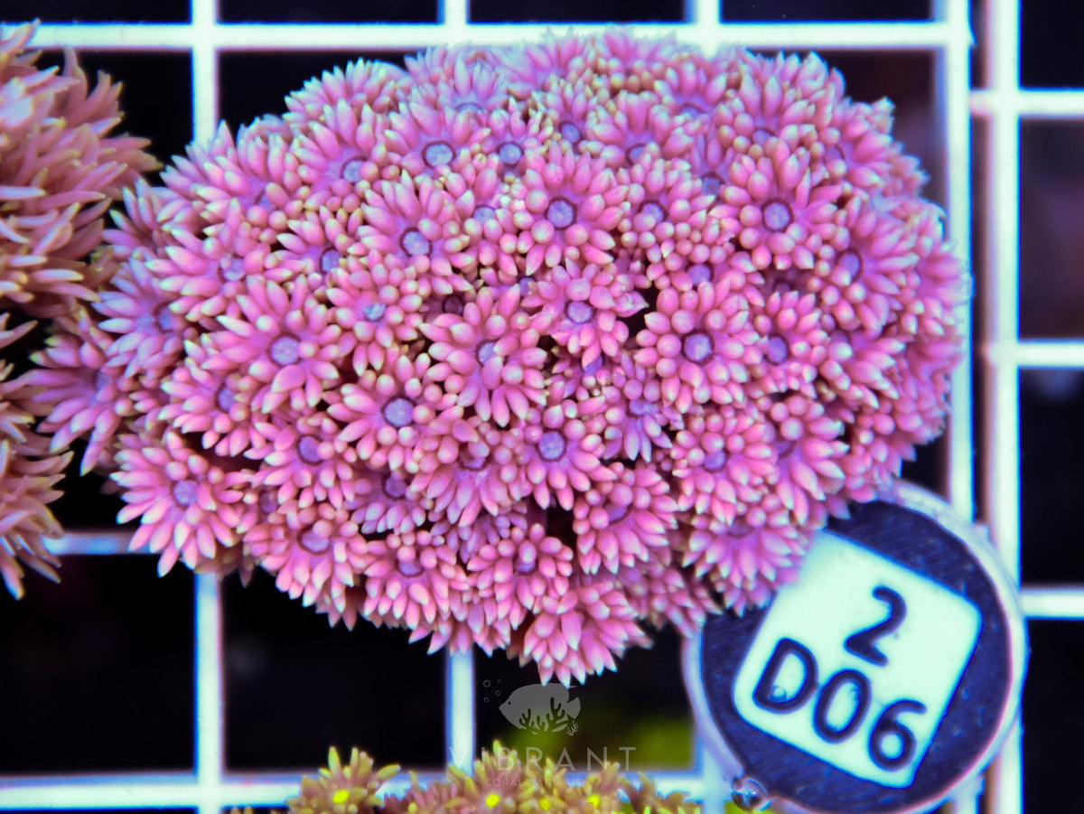 Goniopora WAUS