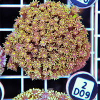 Goniopora WAUS
