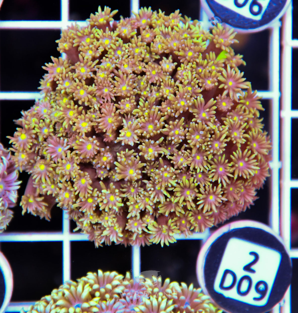 Goniopora WAUS