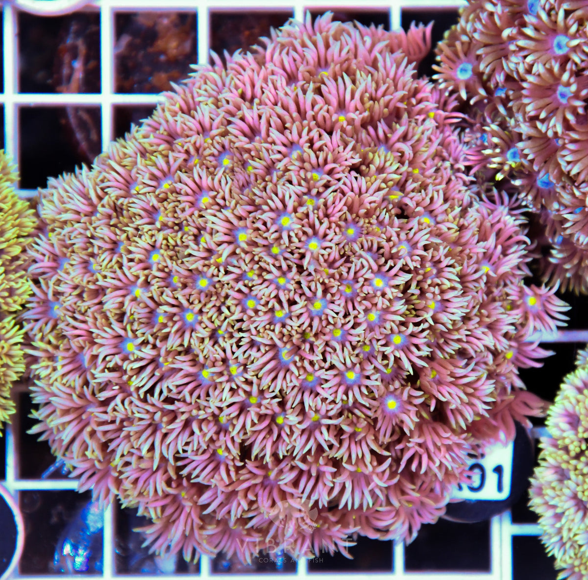 Goniopora WAUS