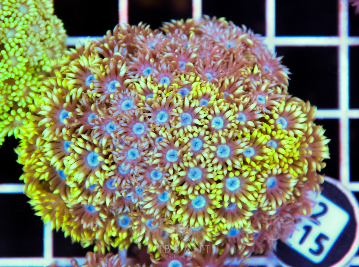 Goniopora WAUS