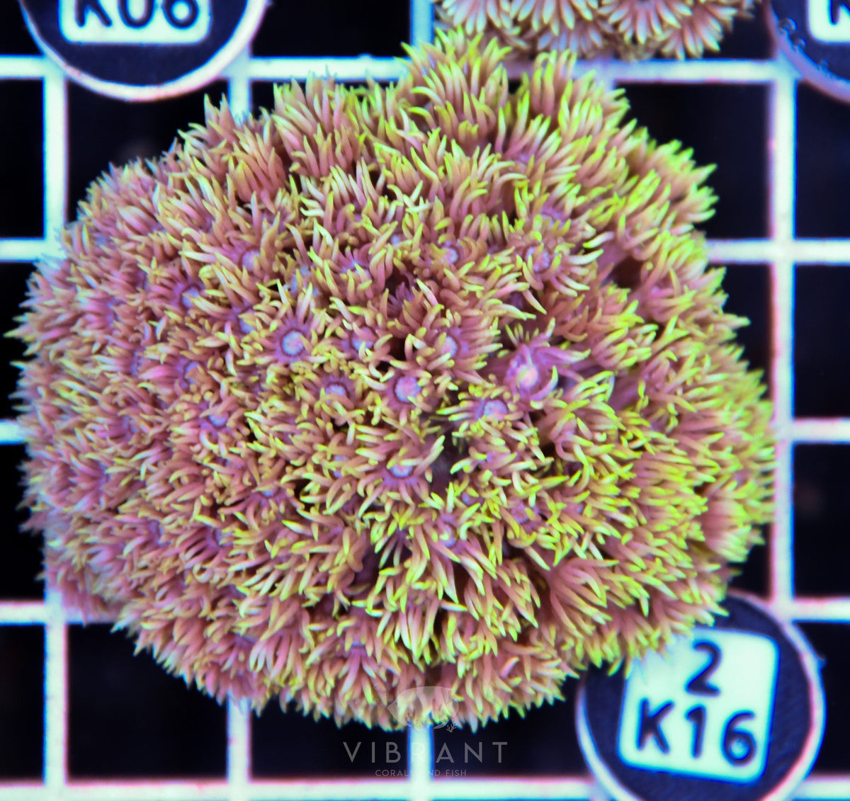 Goniopora WAUS