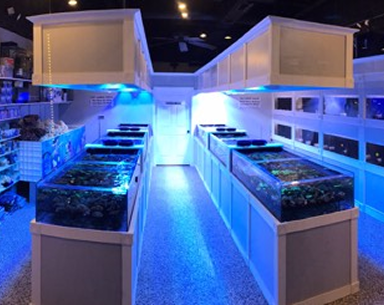 Instagram post from Matt's Corals