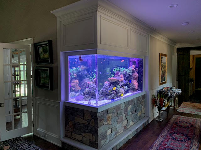Matt's Corals Showcase Image